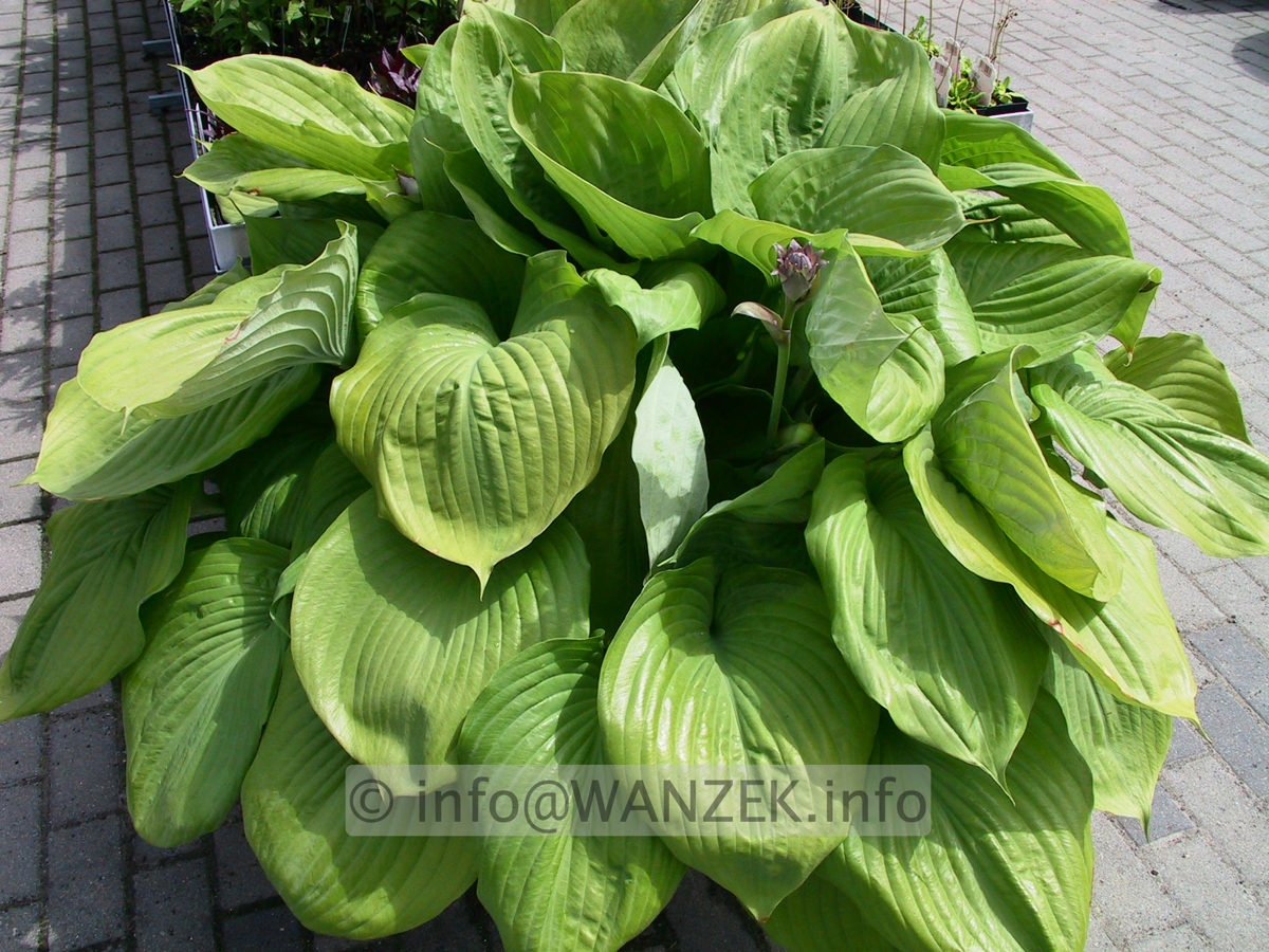 Hosta Hybride Sum and Substance 04.jpg